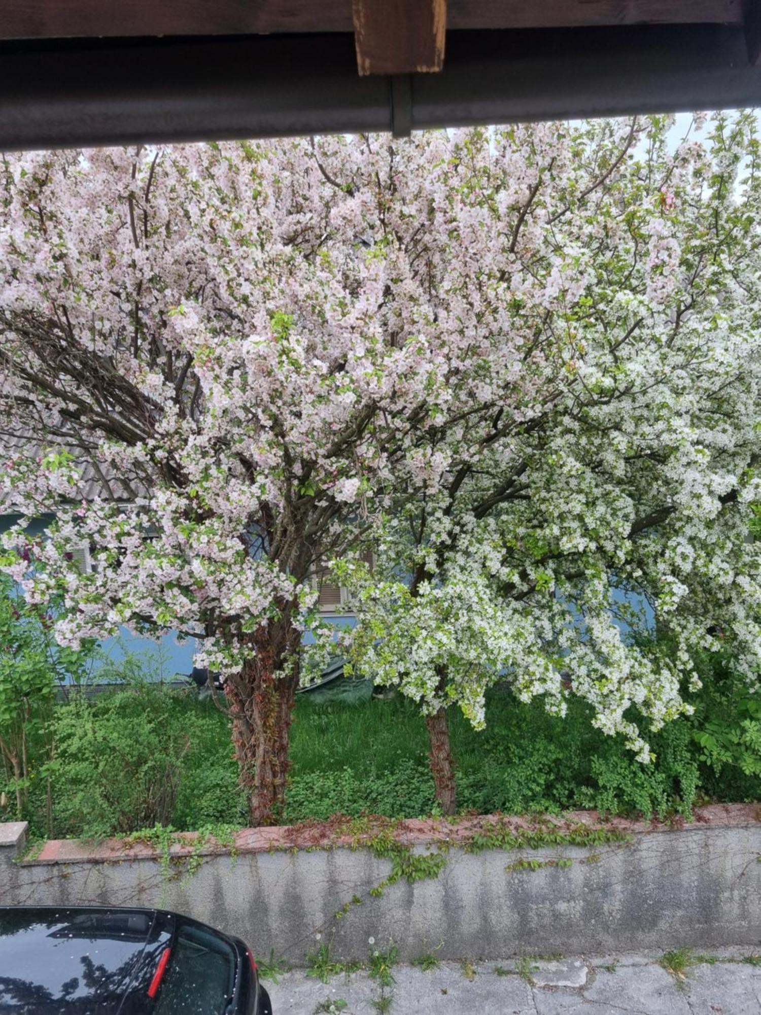 Ferienwohnung Anna Grodig Bagian luar foto